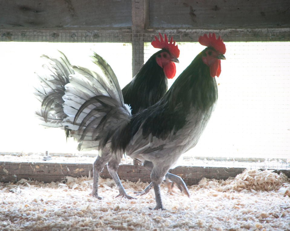 The blue hens chosen at Delaware's state birds descended from fighting chickens, one story says.