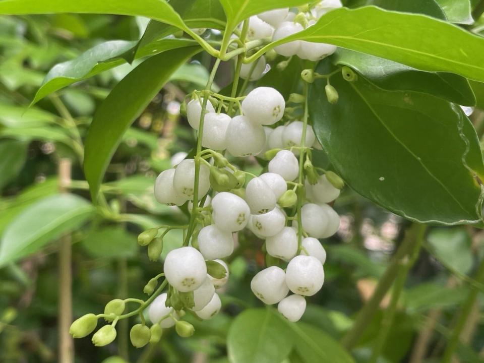 The berries of of the pineland snowberry, another great ground cover.