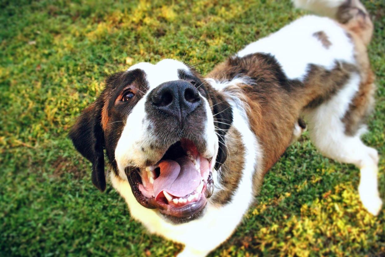 off-leash dog approaching the camera