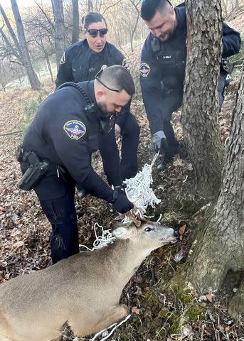 <p>New Philadelphia Police Department</p> New Philadelphia Police Department officers freeing a deer tangled in a hammock