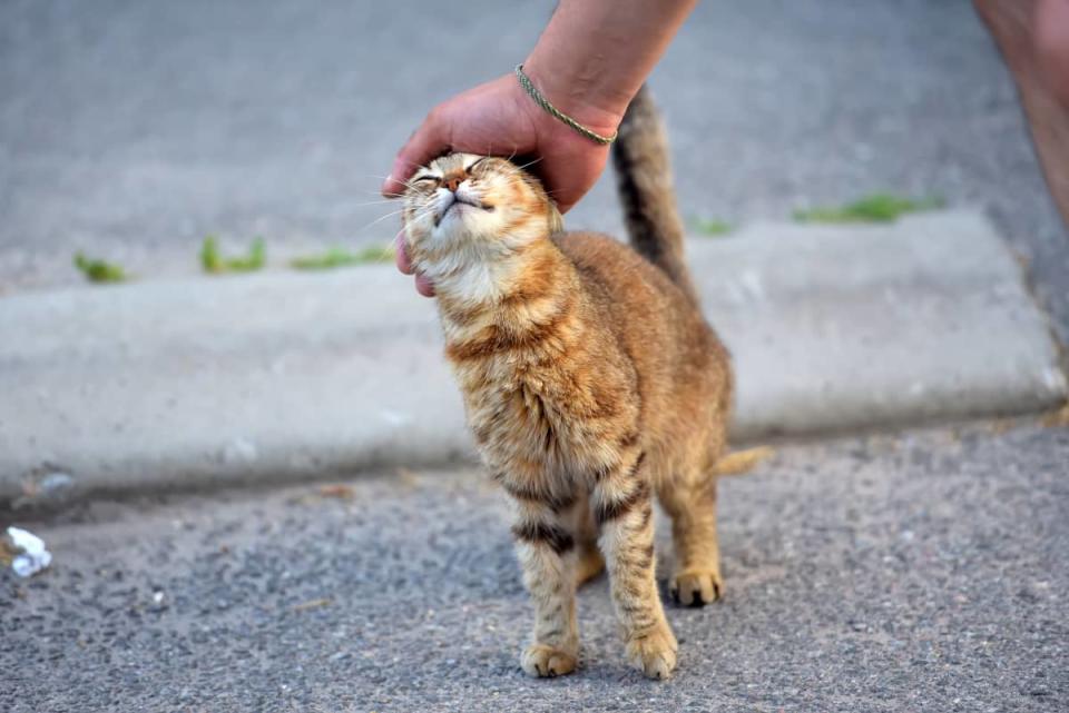 Brave Man Picks Up Stray Cats