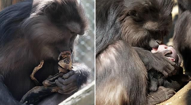 Evalyne carried the baby with her for weeks, continuing to groom and care for it for much longer than usual. Photos: Arriana De Marco