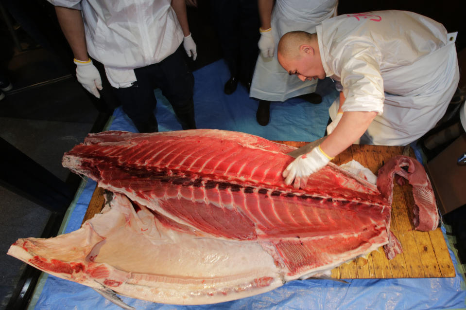 An employee of Kiyomura Co. cuts up a 507-pound (230-kilogram) bluefin tuna the company President Kiyoshi Kimura bought at the year's celebratory first auction, at his sushi restaurant near Tsukiji fish market in Tokyo, Sunday, Jan. 5, 2014. Sushi restauranteur Kimura paid 7.36 million yen (about $70,000) for the bluefin tuna in the auction, just one-twentieth of what he paid a year earlier despite signs the species is in serious decline. (AP Photo/Shizuo Kambayashi)