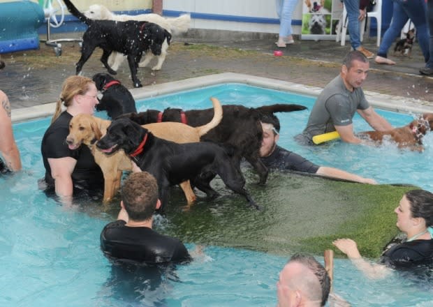 These dogs may be having more fun than you