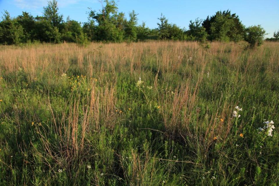 Rusty little bluestem seedstalks assert their dominance of the Fort Worth Prairie. Chris Emory/Courtesy of Amy Martin