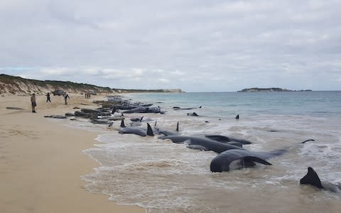 Stranded whales on the beach at Hamelin Bay - Credit: Reuters