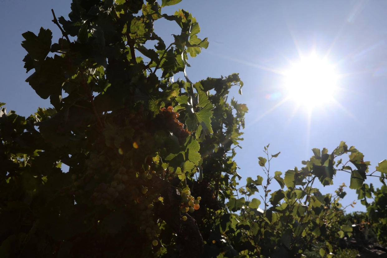 Le thermomètre pourrait s’affoler dès mercredi 24 janvier dans les Pyrénées-Orientales, où Perpignan pourrait battre son record de chaleur établi à 25 degrés en 1944.