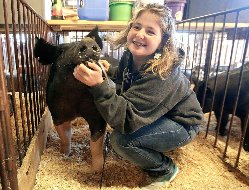 Haley Henthorn cuddles up to her market hog named Dorito in the swine pavilion at the Ashland County Fair. She said training and nurturing are important parts in the process of raising and showing a hog.