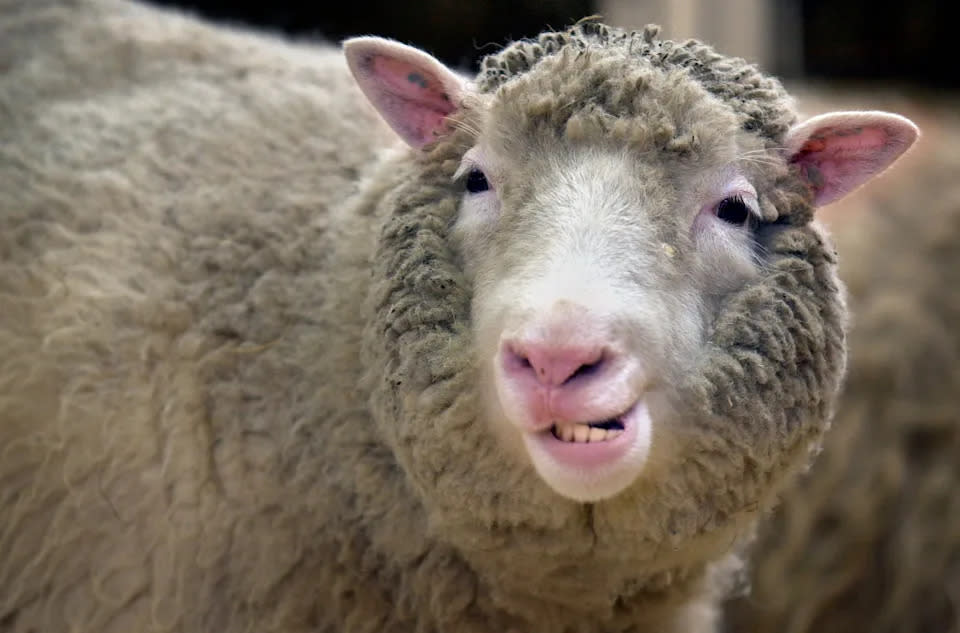 Dolly das Schaf im Alter von sechs Jahren (Foto von Ben Curtis – PA Images/PA Images via Getty Images)