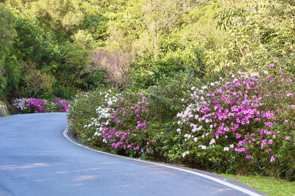 雙泰產業道路景觀廊道杜鵑盛開中。   圖：新北市景觀處提供