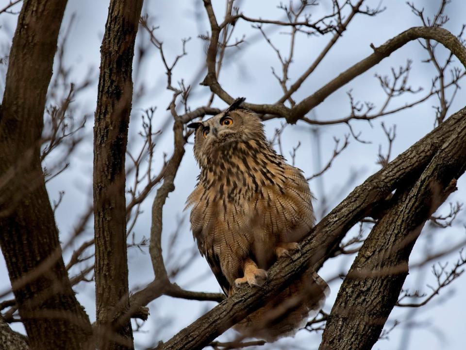 A Eurasian eagle owl in New York, New York in February 2023.