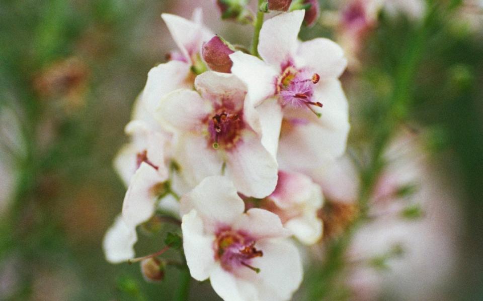 Verbascum ‘Southern charm’ has an unusual antique pink colour, a pleasant change from yellow - Universal Images Group via Getty Images
