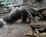 Jockamo, giant anteater; Platform: Promoting a healthy lifestyle.