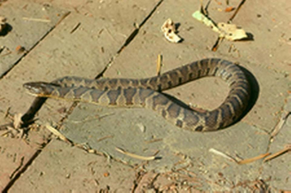 An image of a banded water snake.