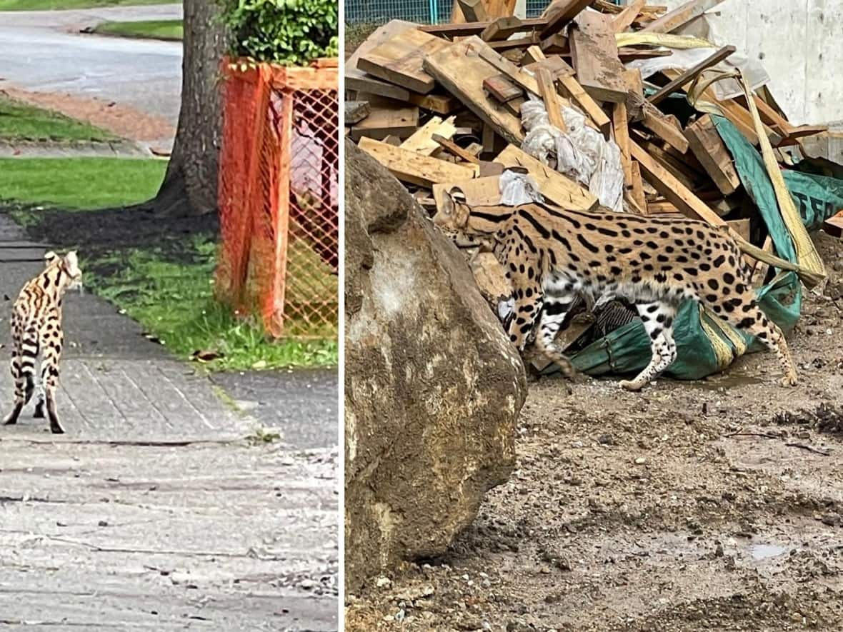 A large spotted cat in Vancouver's Shaughnessy neighbourhood on Wednesday caused a momentary panic but turned out to be a pet that was eventually returned to its owner. (B.C. Conservation Officer Service/Twitter - image credit)