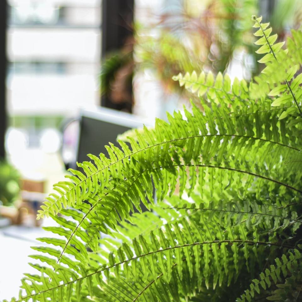 波士頓腎蕨常以掛吊的方式呈現，向外落下的葉子像綠色的噴泉一樣，它同時也是能淨化空氣的植物之一。