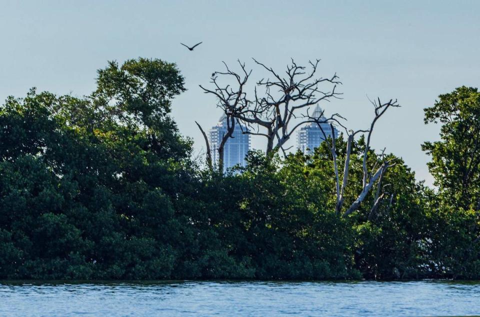 Un águila pescadora es vista alrededor de Bird Key, una isla privada en la bahía de Biscayne que ahora está a la venta ante el enfado de ecologistas, porque urbanizadores pudieran construir en la isla, desplazando a todas las aves, el jueves 23 de mayo de 2024.