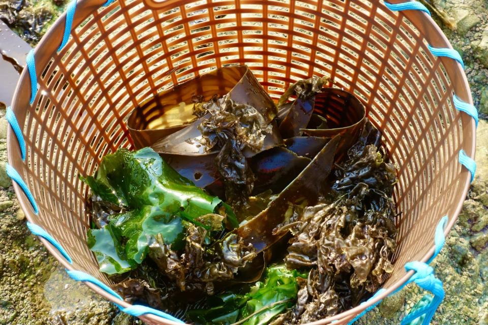 Wild edible seaweed in a basket