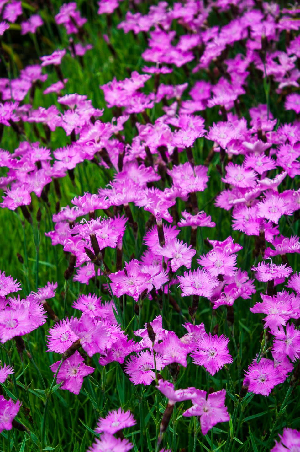 purple dianthus