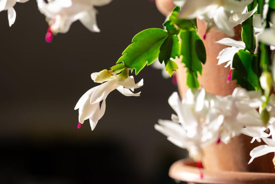 blooming christmas cactus with white blossoms and pink pistils