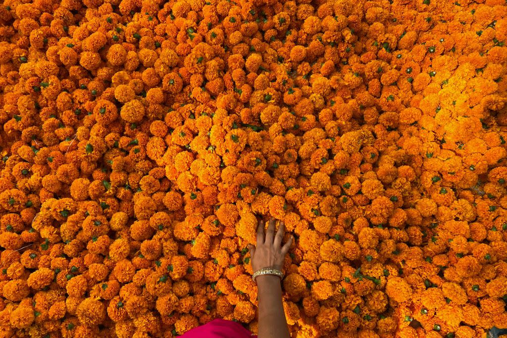 Marigold flowers.