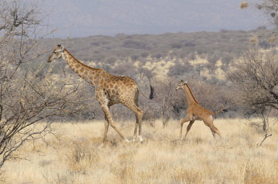 Giraffe Conservation Foundation says a spotless giraffe was photographed in the wild in Namibia.  / Credit: Giraffe Conservation Foundation