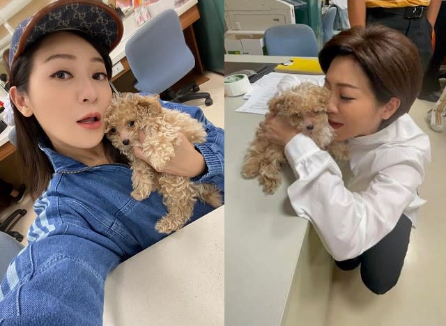 王彩樺的愛犬Duffy模樣超萌又有靈性。（合成圖／翻攝自臉書、民視提供）