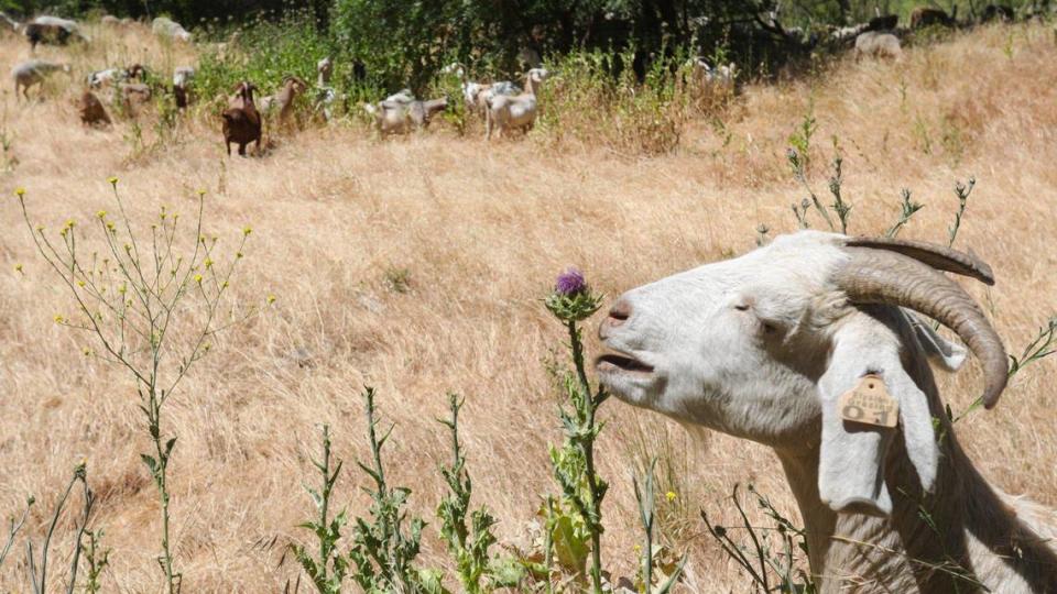 A goat munches on thistle seed heads, a prized delicacy and one of the first things eaten, during work to clear the Salinas Riverbed in Paso Robles in May 2022. Hundreds of goats clear fenced-in sections one at a time to reduce fire danger.