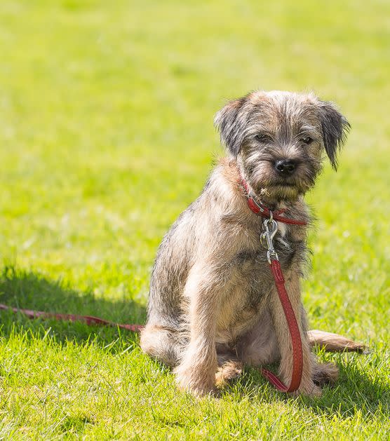 small dogs border terrier