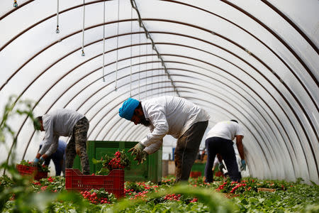 FILE PHOTO: Sikh migrant workers pick radishes in a polytunnel in Bella Farnia, in the Pontine Marshes, south of Rome. Originally from IndiaÕs Punjab state, the migrant workers pick fruit and vegetables for up to 13 hours a day for between 3-5 euros ($3.30-$5.50) an hour, in Bella Farnia, Italy May 20, 2019. REUTERS/Yara Nardi