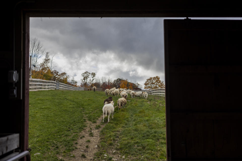 Una lista de verificación de medicamentos para los animales residentes en Farm Sanctuary en Watkins Glen, Nueva York, el 19 de octubre de 2022. (Lauren Petracca/The New York Times) 