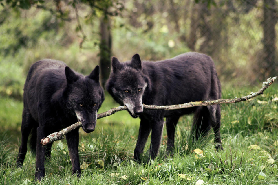 December 25: Wolves' games by Natural photographies. 'I visited a wildlife park where five wolves lived. I was lucky to be the only visitor in the park that day, so the wolves were clearly visible. When I saw one of the wolves take the stick and the other catching the other side, I quickly took this shot. I was amazed by their complicity and their play with the wooden stick - while still keeping a suspicious eye on me.'