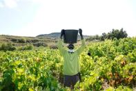 A wine industry worker wearing a face mask collects grapes amid the coronavirus disease (COVID-19) outbreak in Samaniego