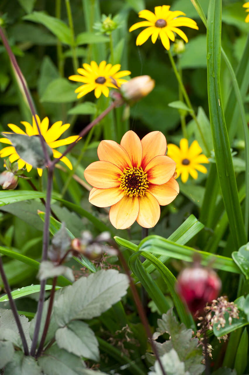 9. GROW FLOWERS FOR POLLINATORS