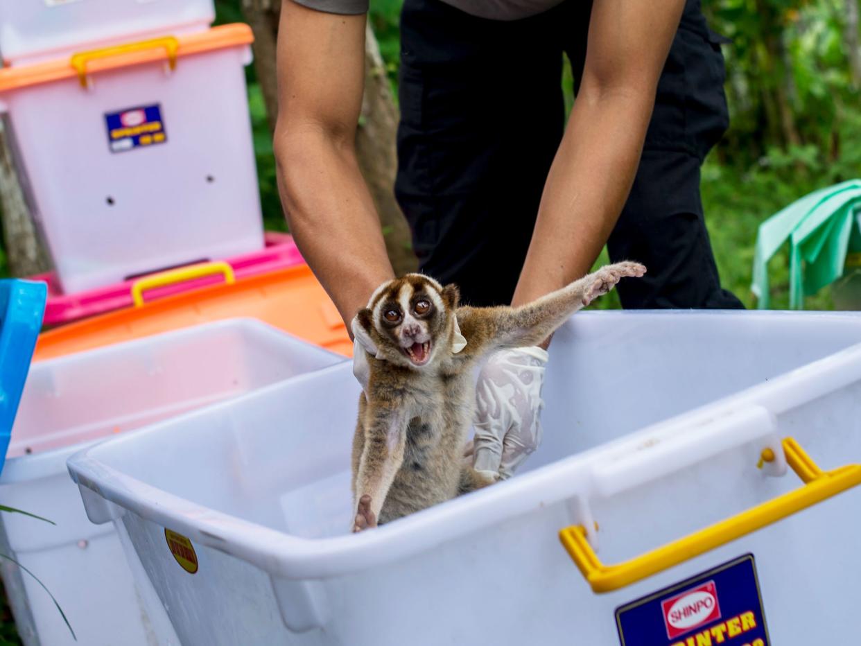 slow loris