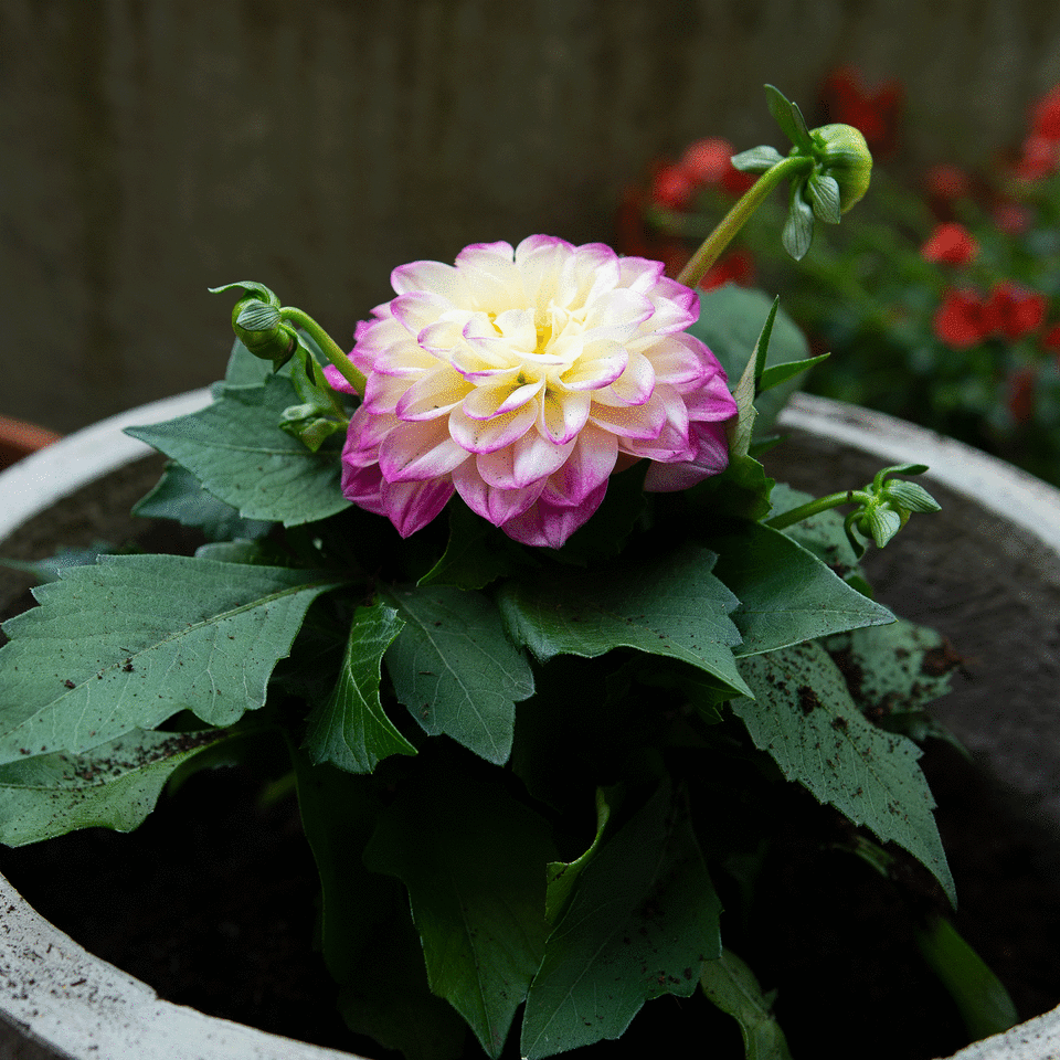 Dahlia in container