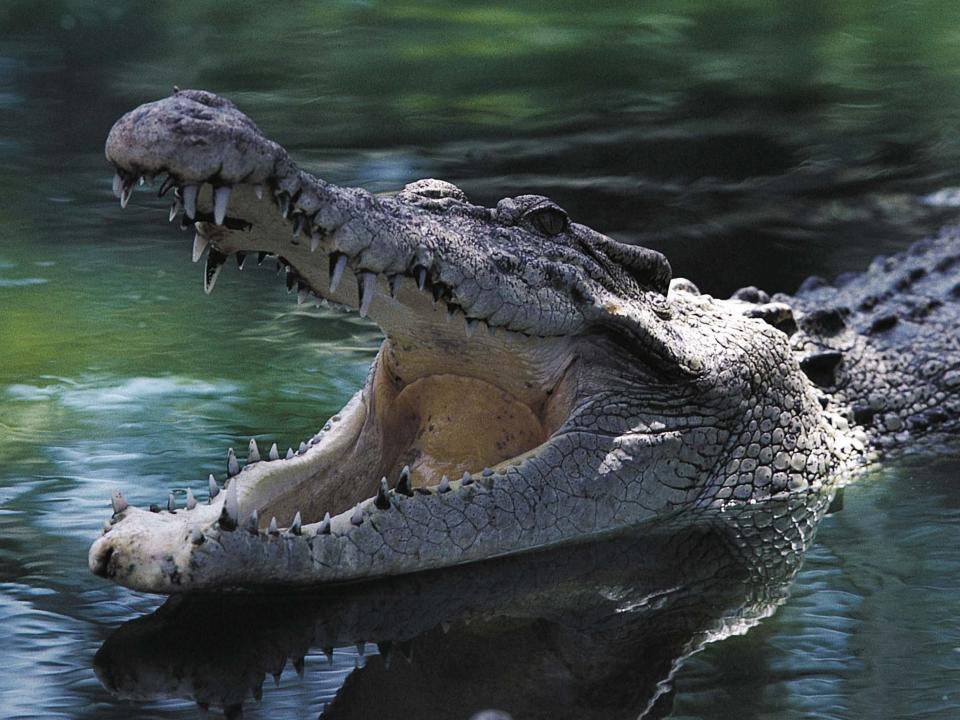 Crocodile