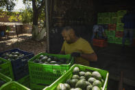 A man works at an avocado orchard in Santa Ana Zirosto, Michoacan state, Mexico, Thursday, Jan. 26, 2023. (AP Photo/Armando Solis)