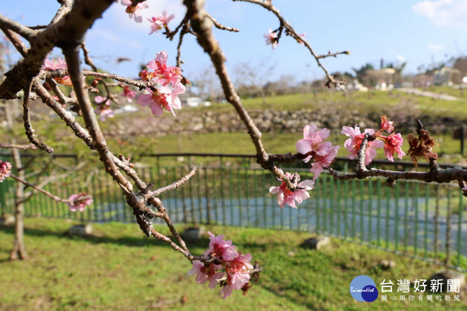 粉色系的河津櫻是石馬公園吸客亮點。（縣府提供）