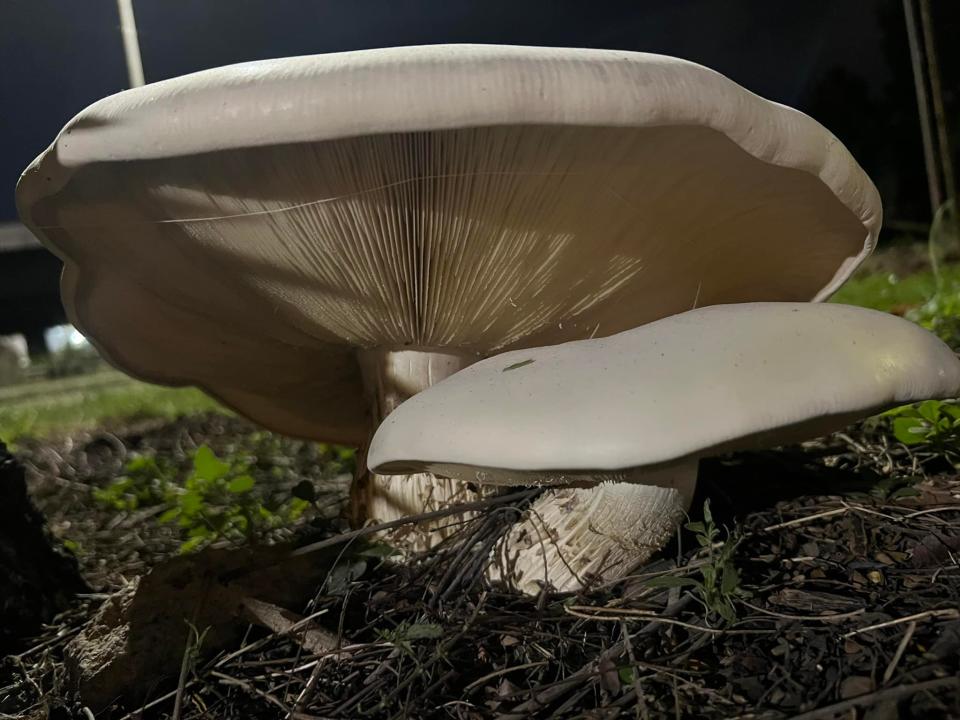 "Macrocybe cf gigantea" mushrooms seen in Singapore. (Photo: Janisia Chew/Facebook)