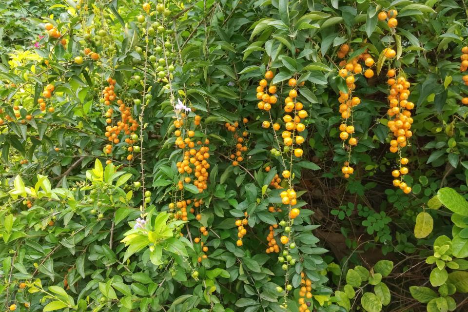 Birds love the bright-yellow fruit of golden dewdrop, but they're toxic to humans.