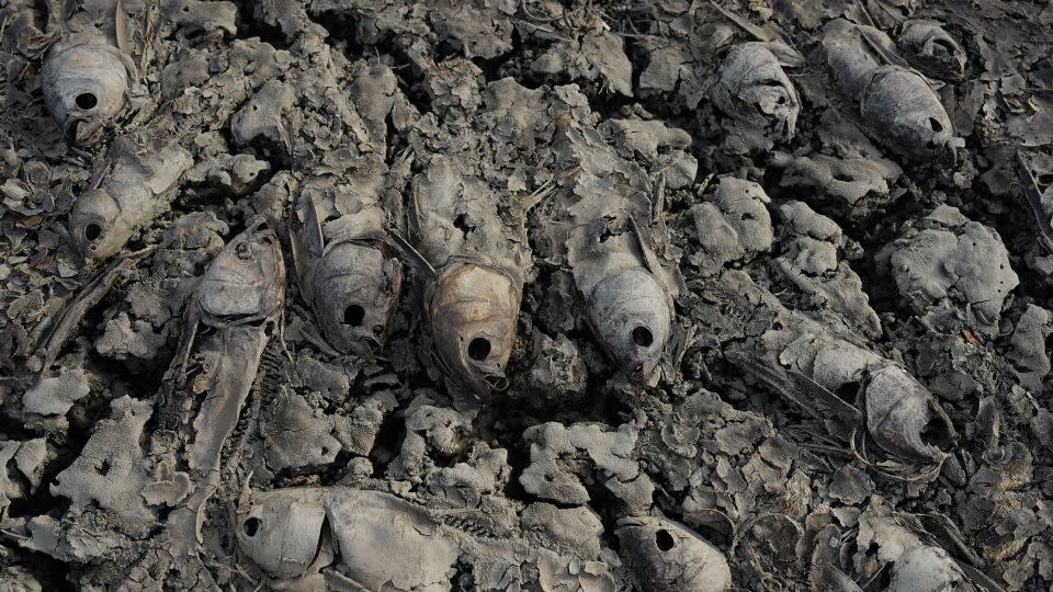 A cluster of dried, perished fish from Song May reservoir. - AFP/Getty Images