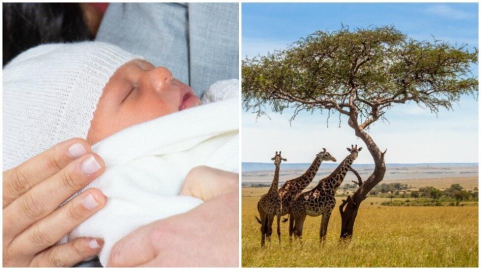 Baby Archie Mountbatten-Windsor could be taking his first overseas trip to South Africa later this year. Photo: Getty Images
