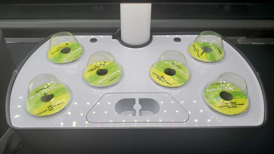 plants growing in AeroGarden Harvest