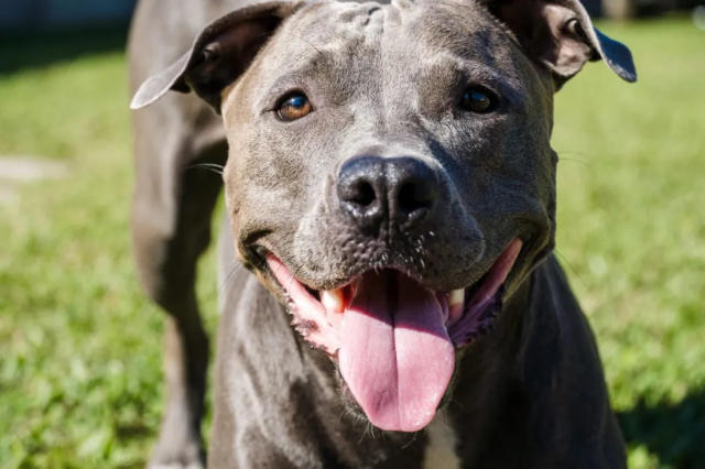 5 Types of Pit Bull Dog Breeds