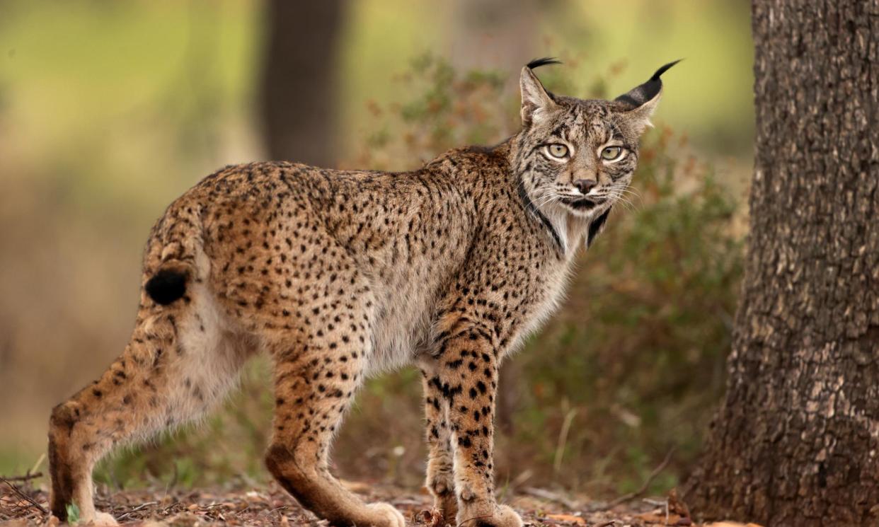 <span>Numbers of the Iberian lynx plummeted during the 20th century after Franco-era laws encouraged killings as they were treated as vermin.</span><span>Photograph: Antonio Liebana</span>