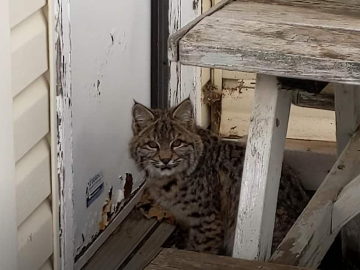 Pilot Jan Nademlejnsky films a bobcat he spotted near his hangar at Kamloops Airport last Friday. (Jan Nademlejnsky/YouTube - image credit)