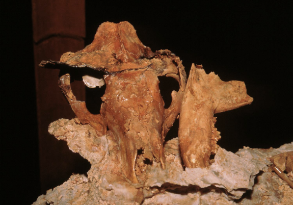 The skull of an ancient thylacinid from the Riversleigh World Heritage Area in Australia.