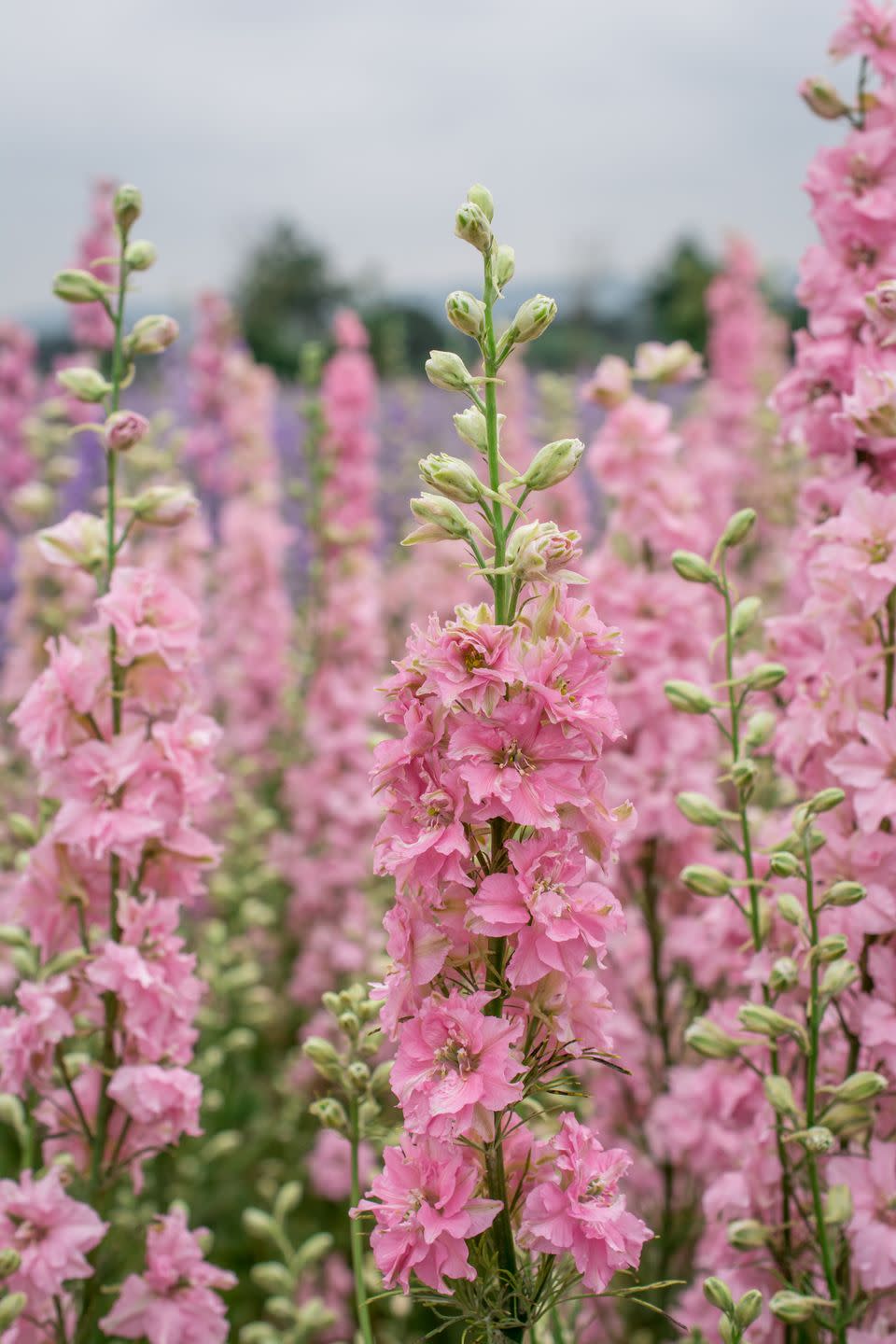 field of colourful delphinium flowers in wick, pershore, worcestershire, uk