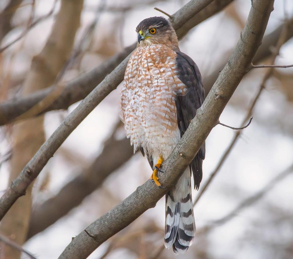 The cooper's hawk is a common visitor at feeders, where it prefers to dine on other birds.